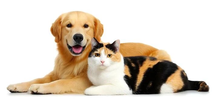 Dog and cat together representing multi-pet insurance