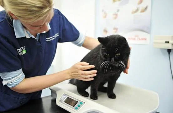 Cat being weighed during a veterinary visit