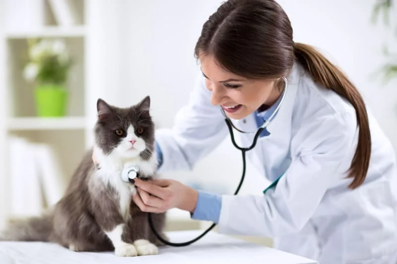 Veterinary professional examining a cat