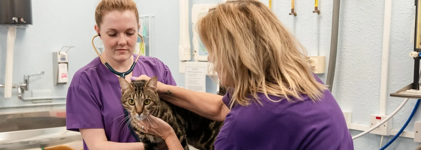 Cat being examined by veterinary professionals