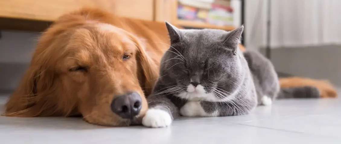 Dog and cat relaxing together at home