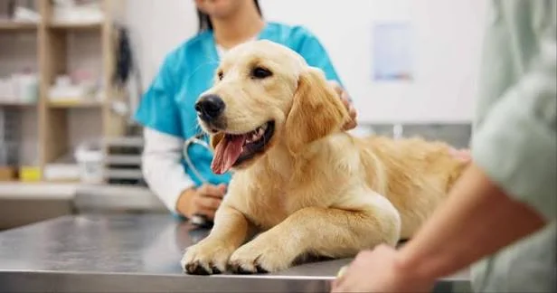 Dog on a veterinary examination table