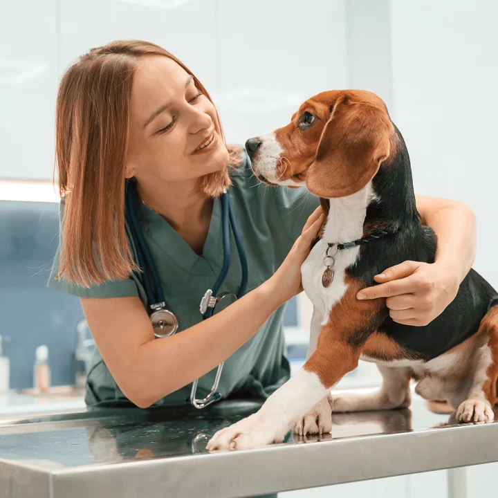 Dog receiving a friendly veterinary examination