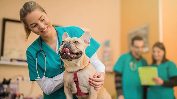 Puppy receiving care from veterinary professionals