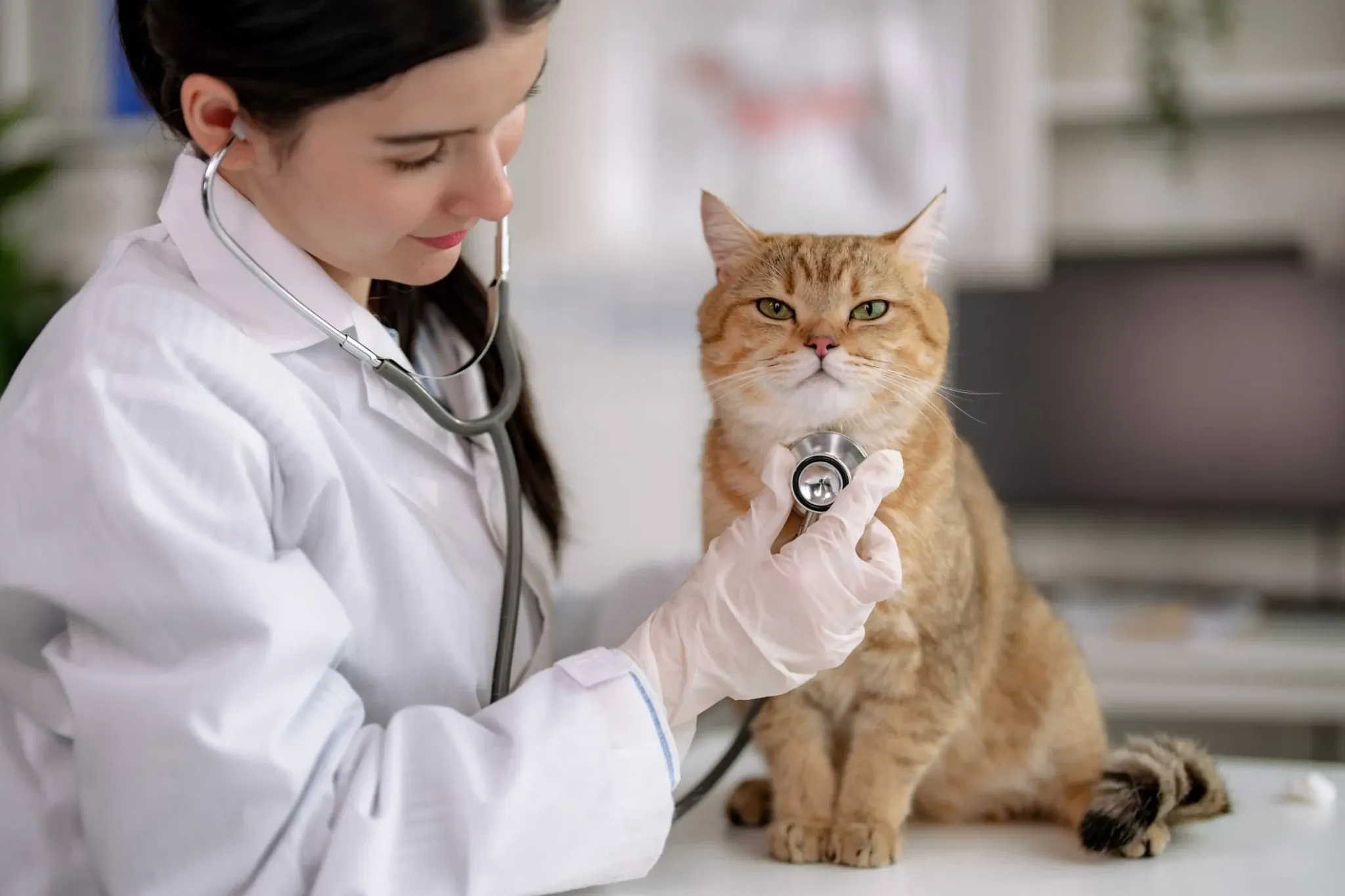 Cat receiving veterinary care — Argos pet insurance UK
