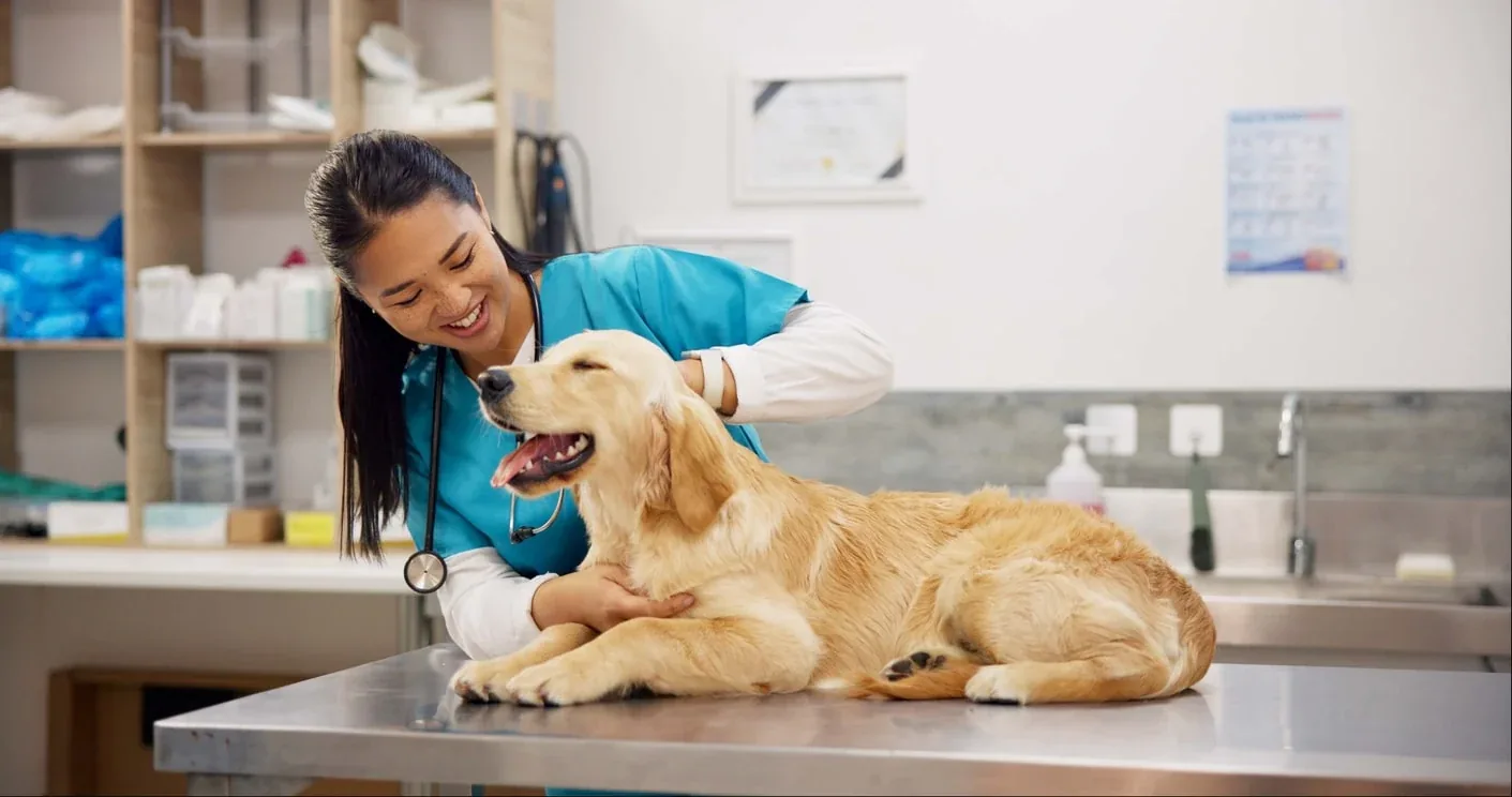 Dog receiving a veterinary check-up — Argos pet insurance UK