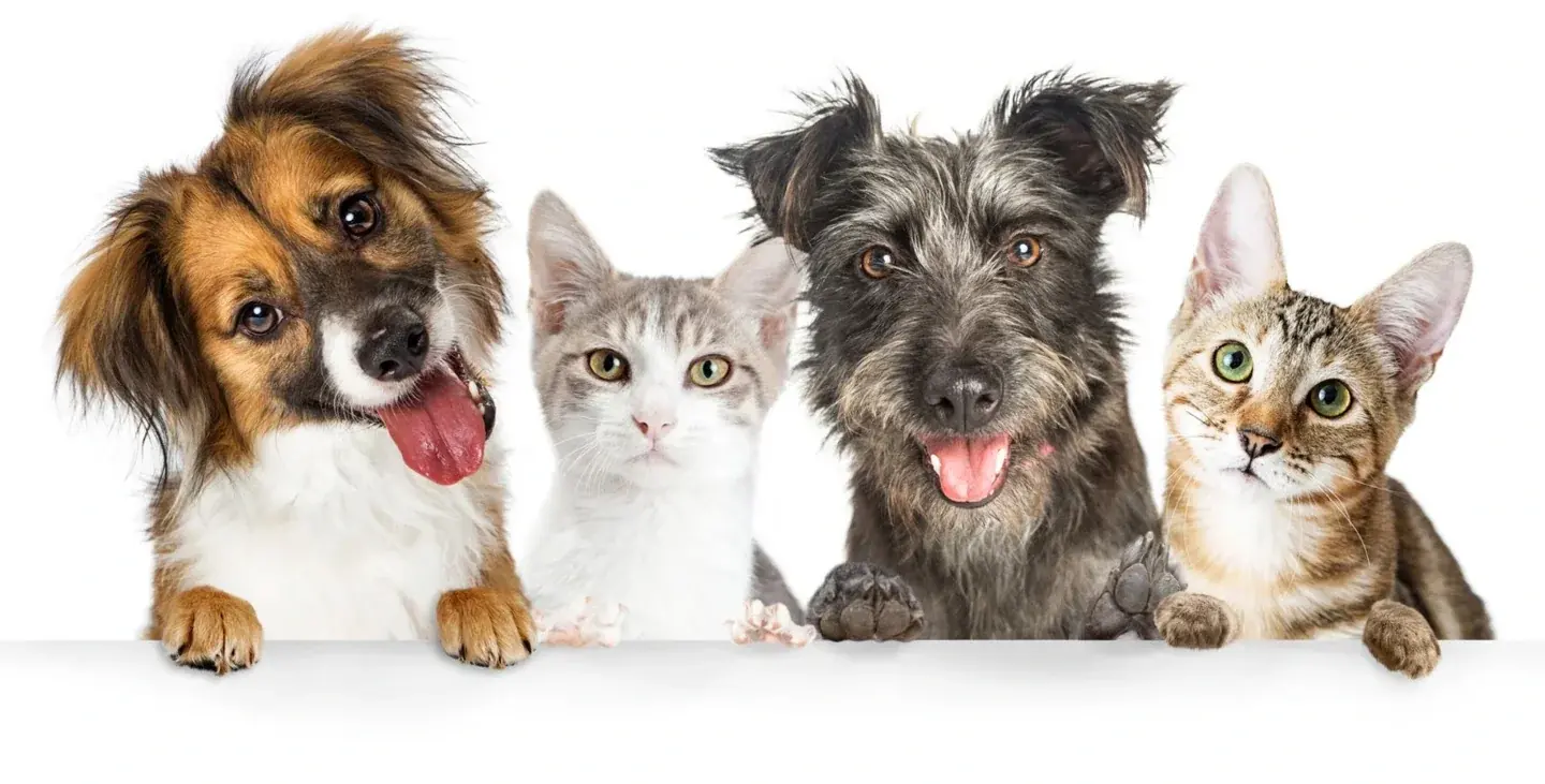 Two dogs and two cats together — Argos pet insurance UK