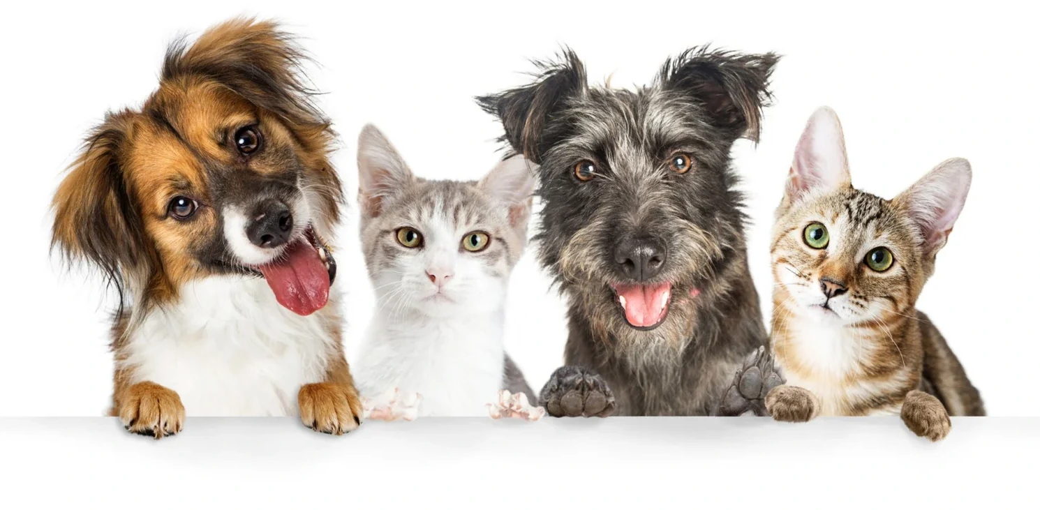 Dogs and cats — Argos maximum benefit pet insurance UK