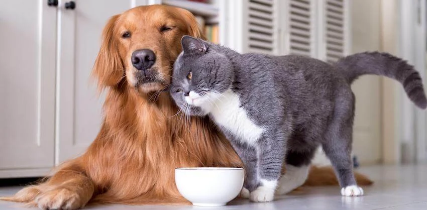 Dog and cat together near a food bowl — Argos pet insurance UK