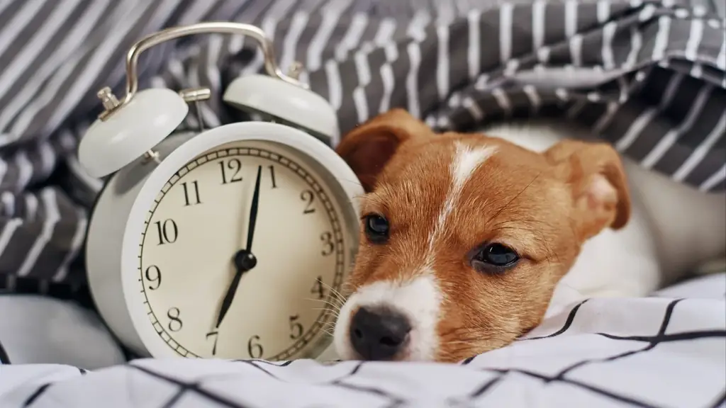 Sleepy puppy beside an alarm clock — Argos pet insurance UK