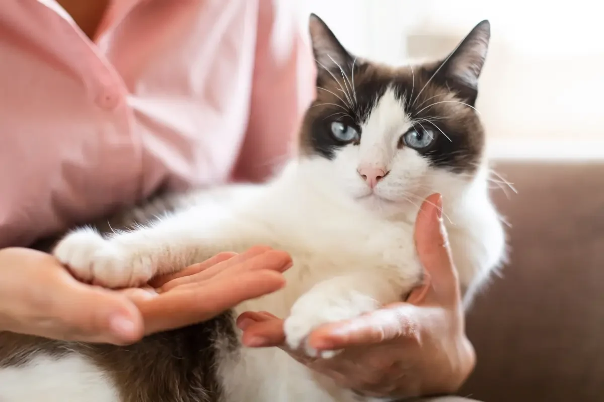 Cat being gently handled during a health check
